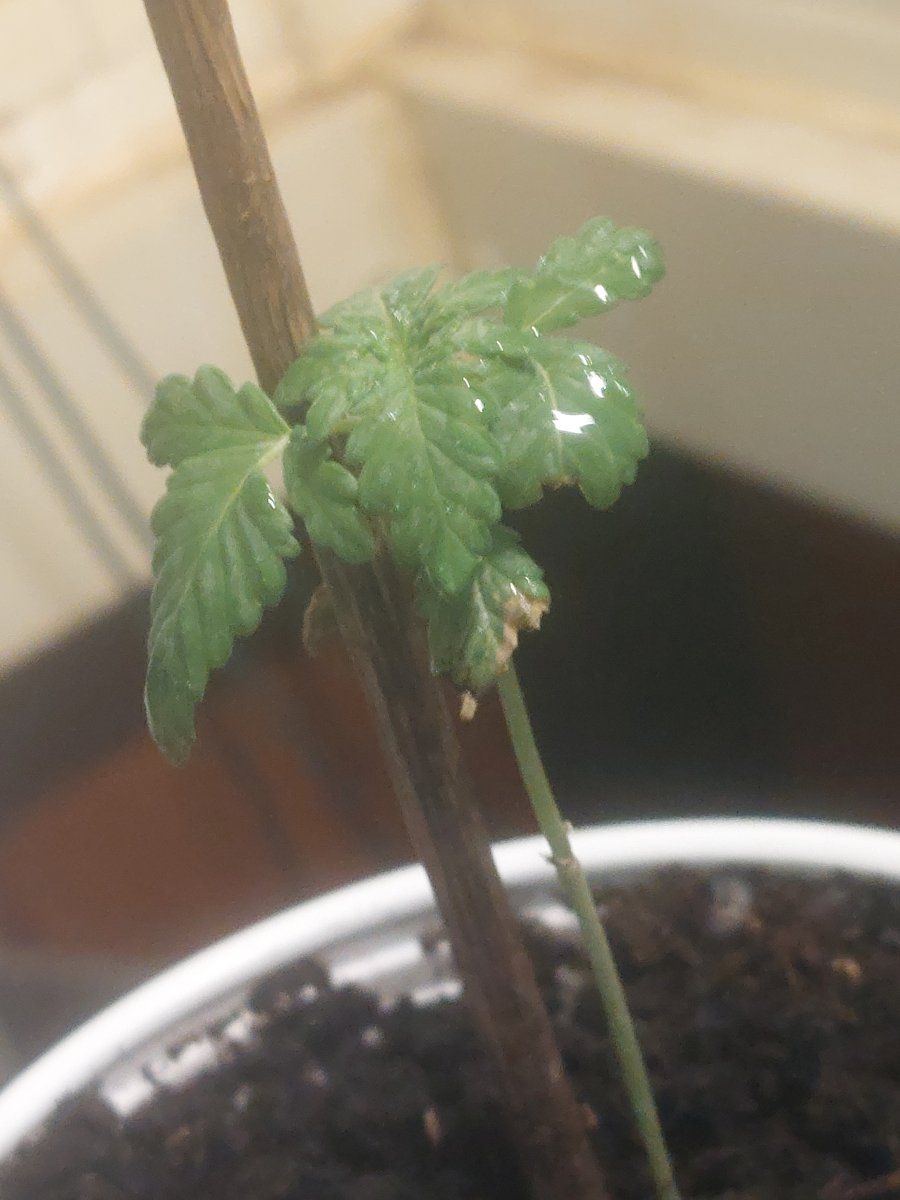 Help with getting stem to thicken to support more leaves 3