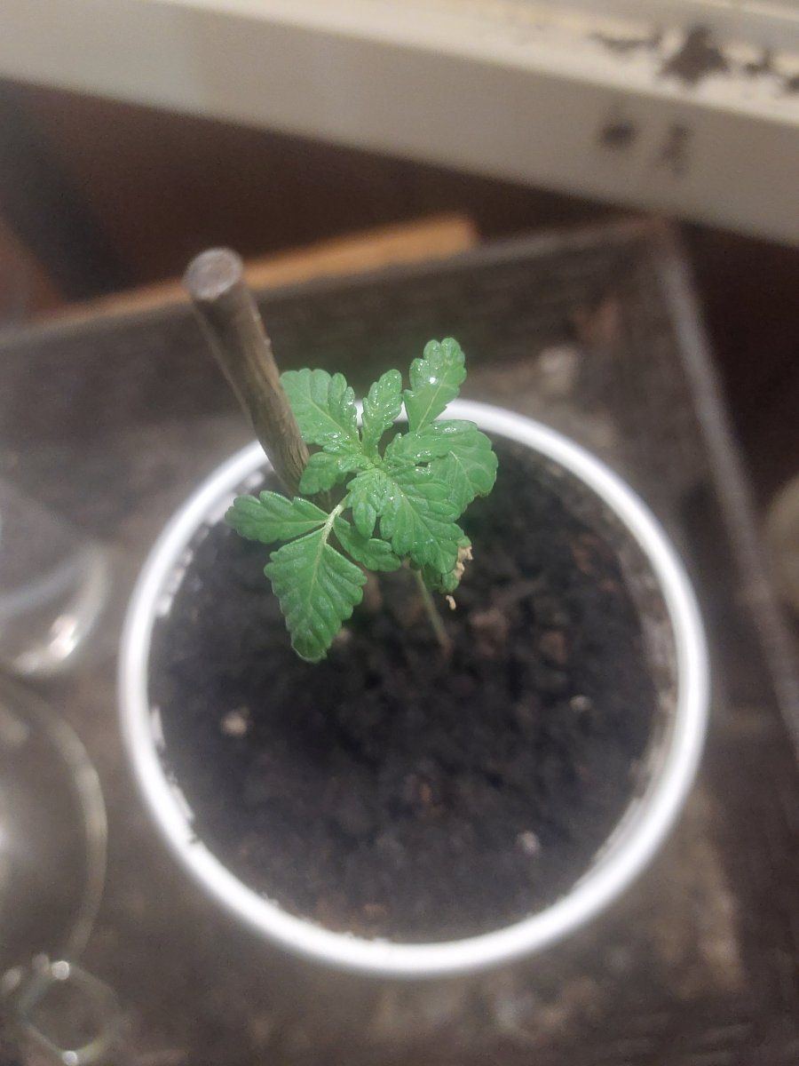 Help with getting stem to thicken to support more leaves 4