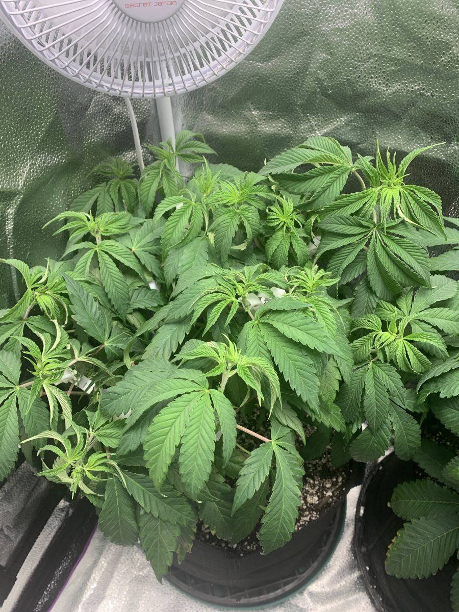 Help with grow asap thanks 2