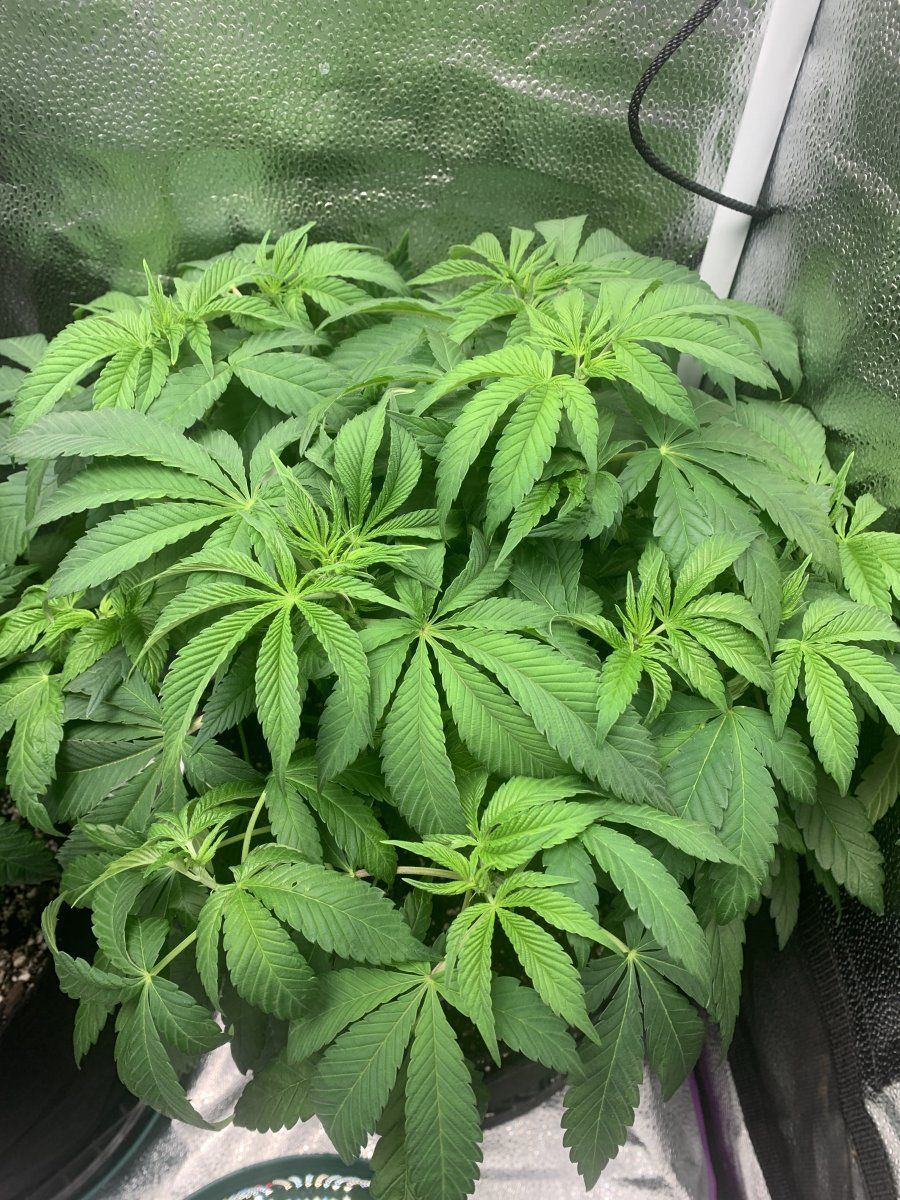 Help with grow asap thanks 3