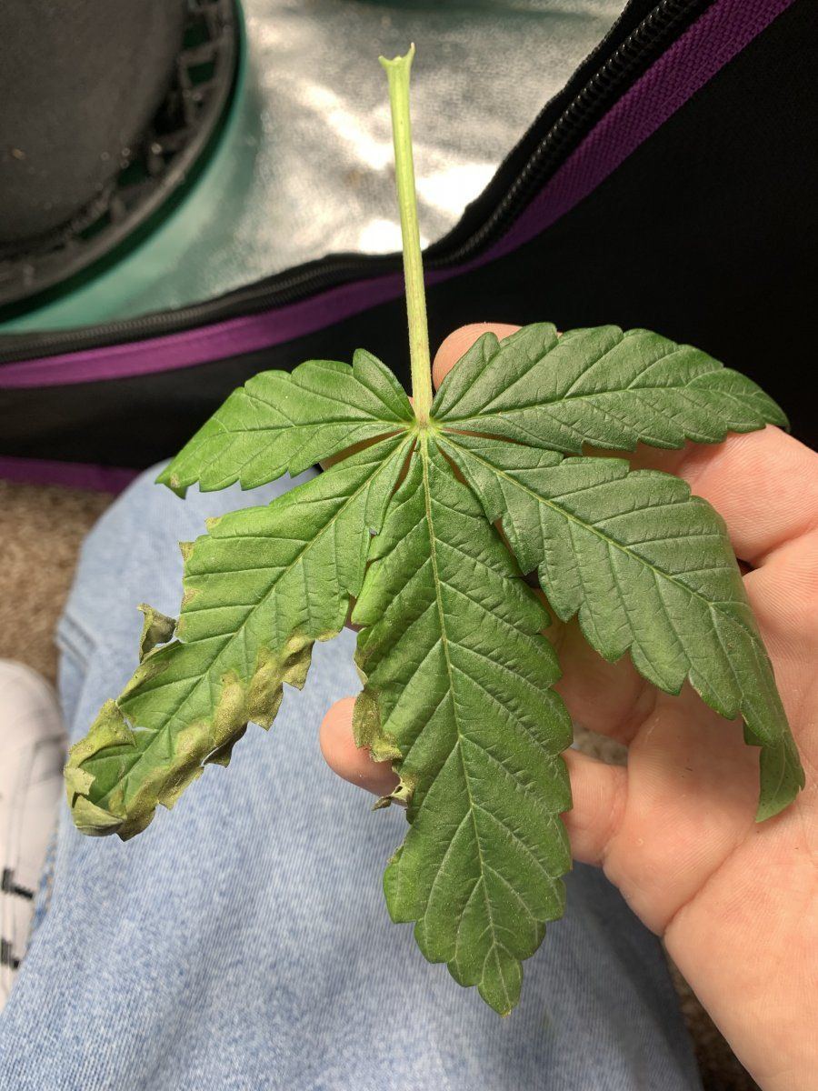 Help with grow asap thanks 8