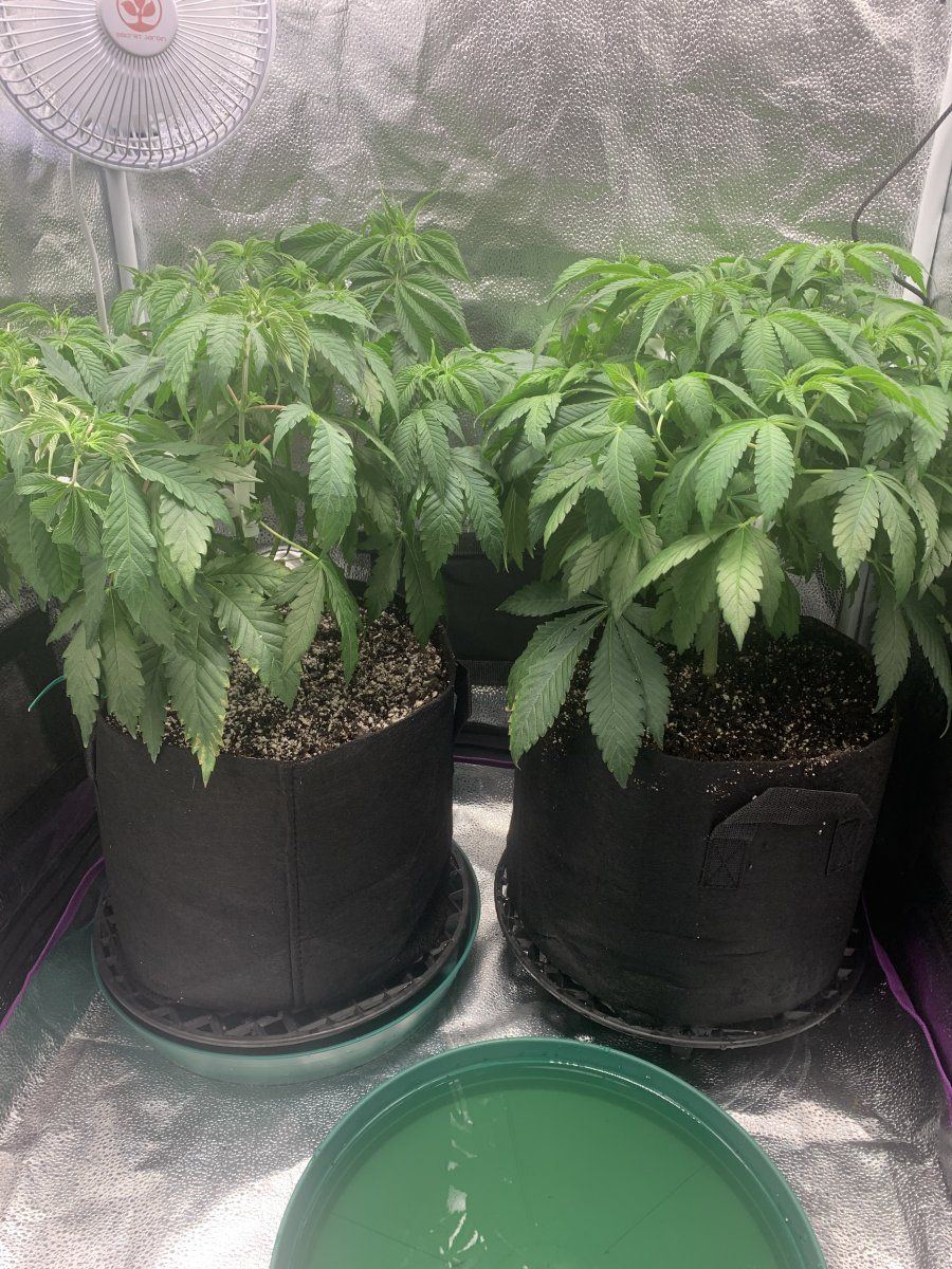 Help with grow asap thanks