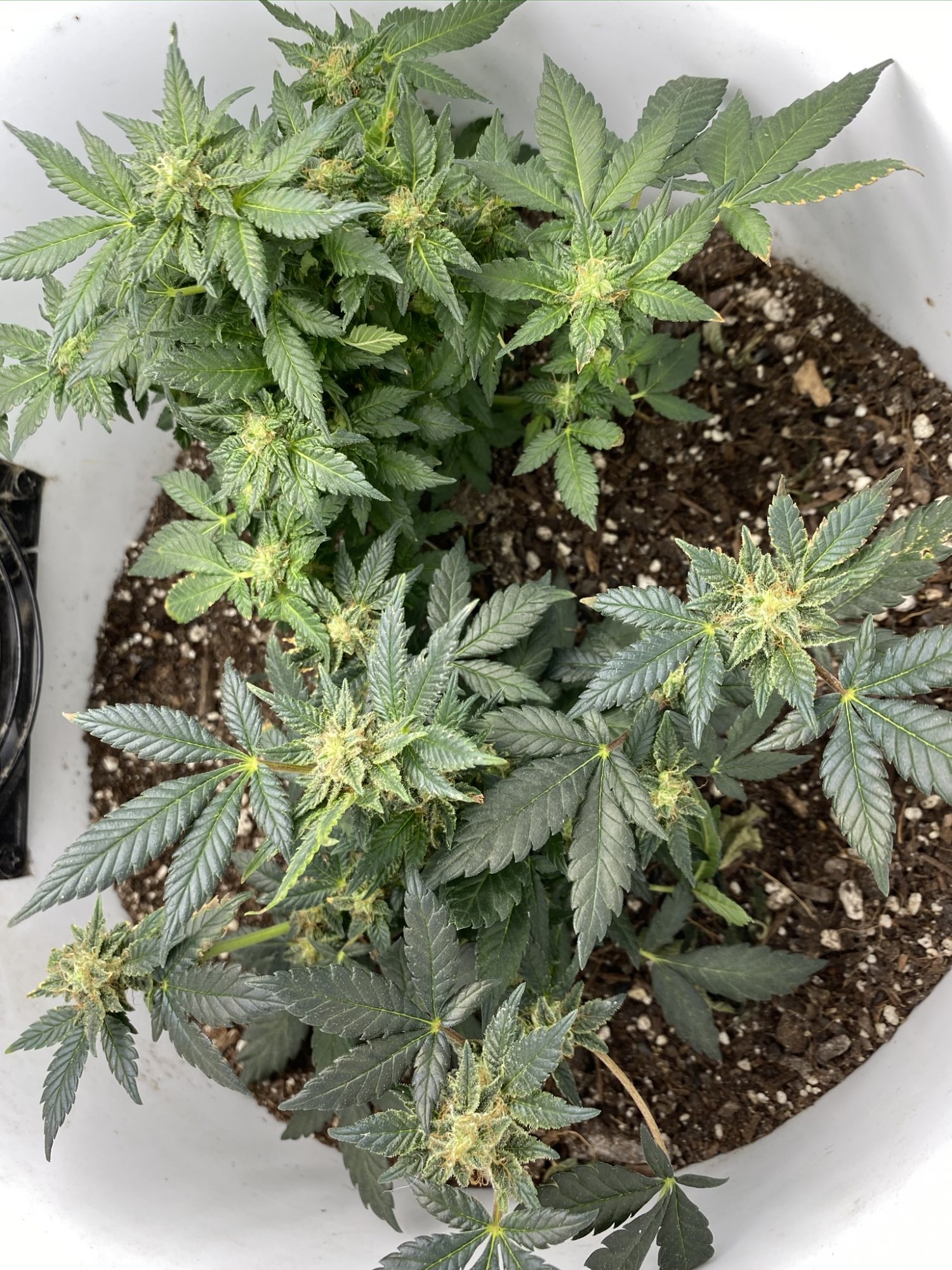 Help with harvest timing 10