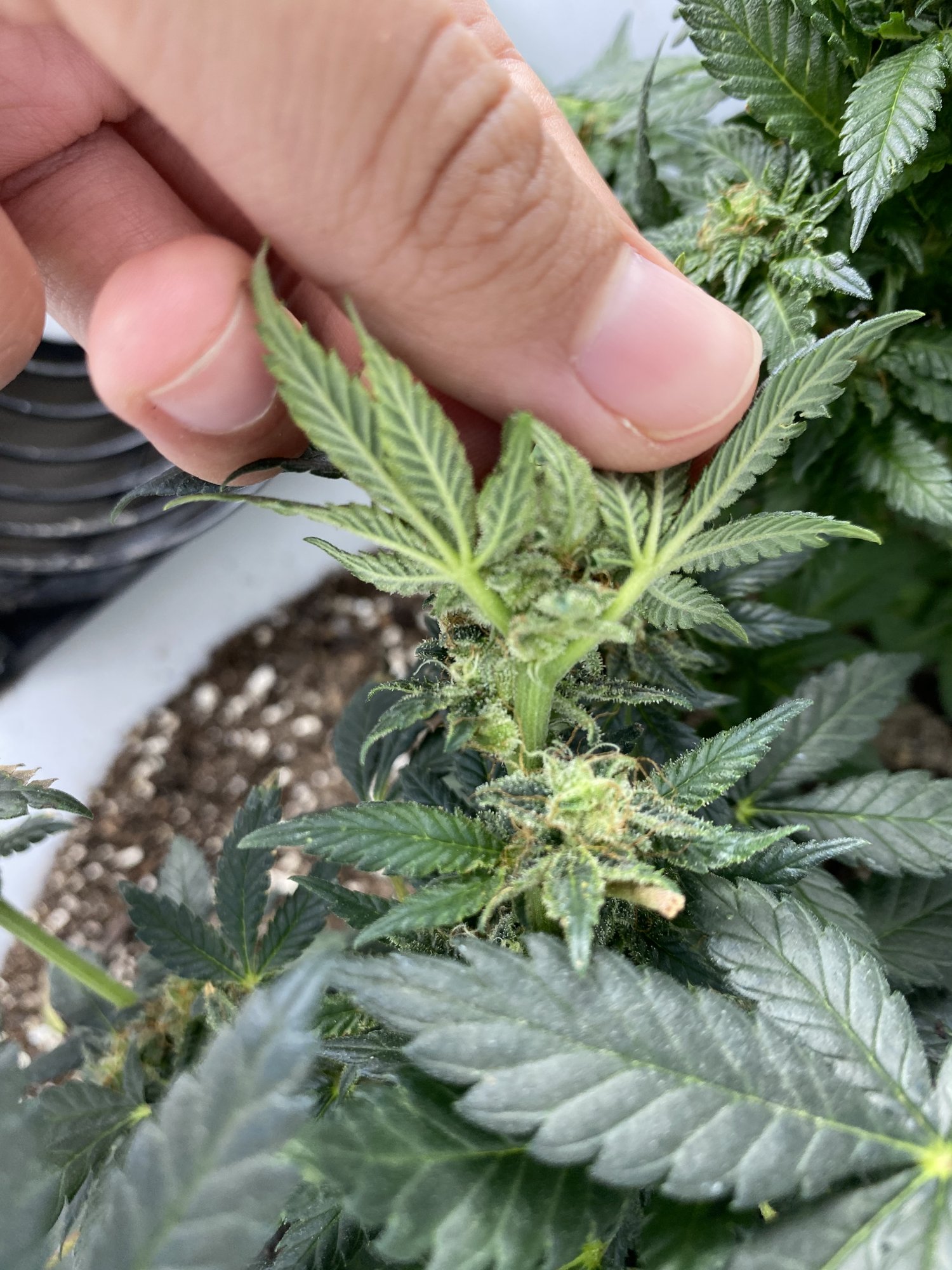 Help with harvest timing 4