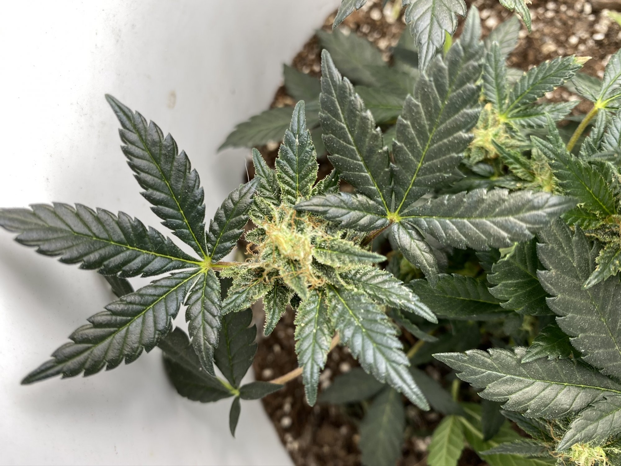 Help with harvest timing 6