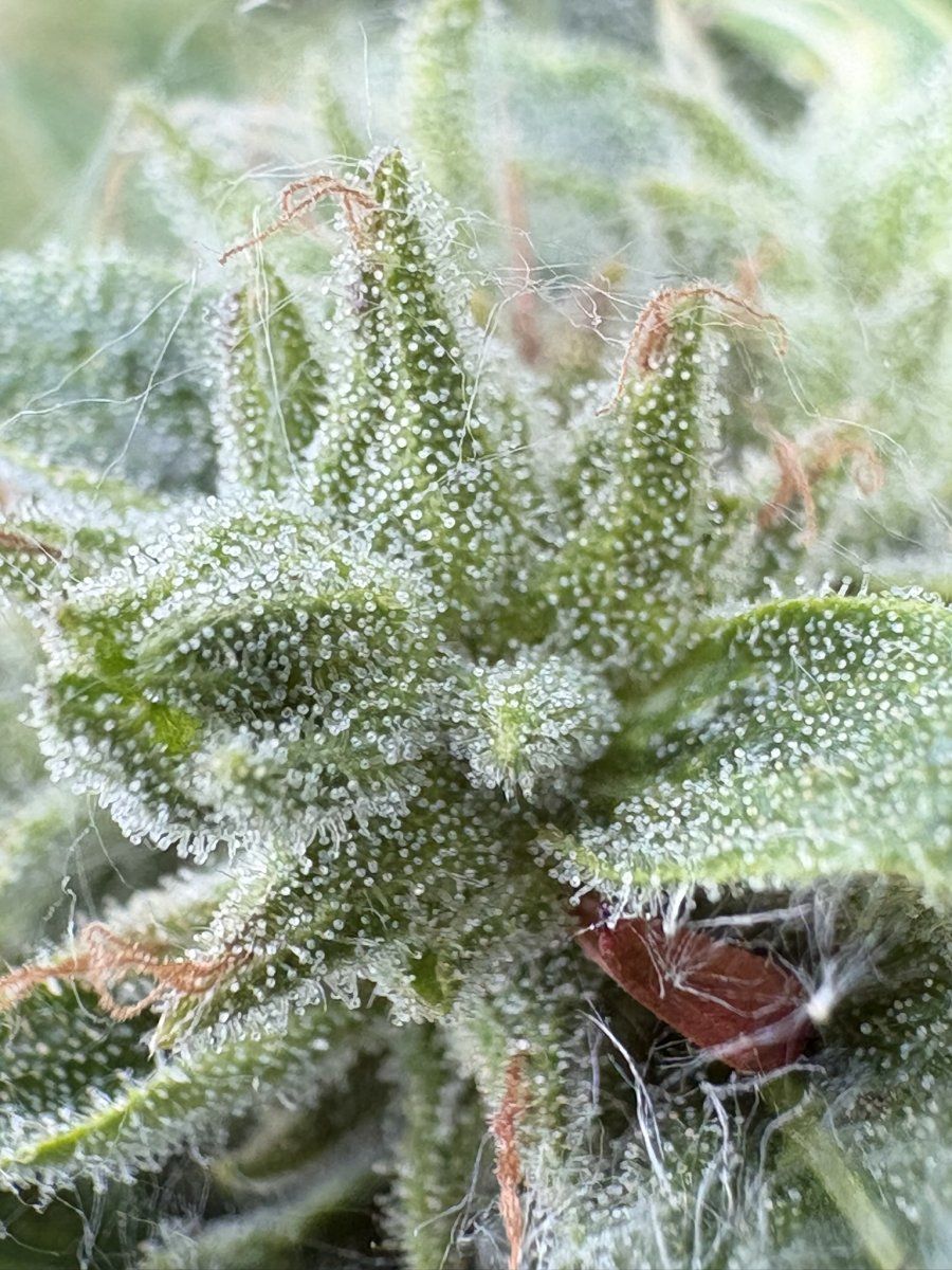 Help with harvest timing   first time grower 10