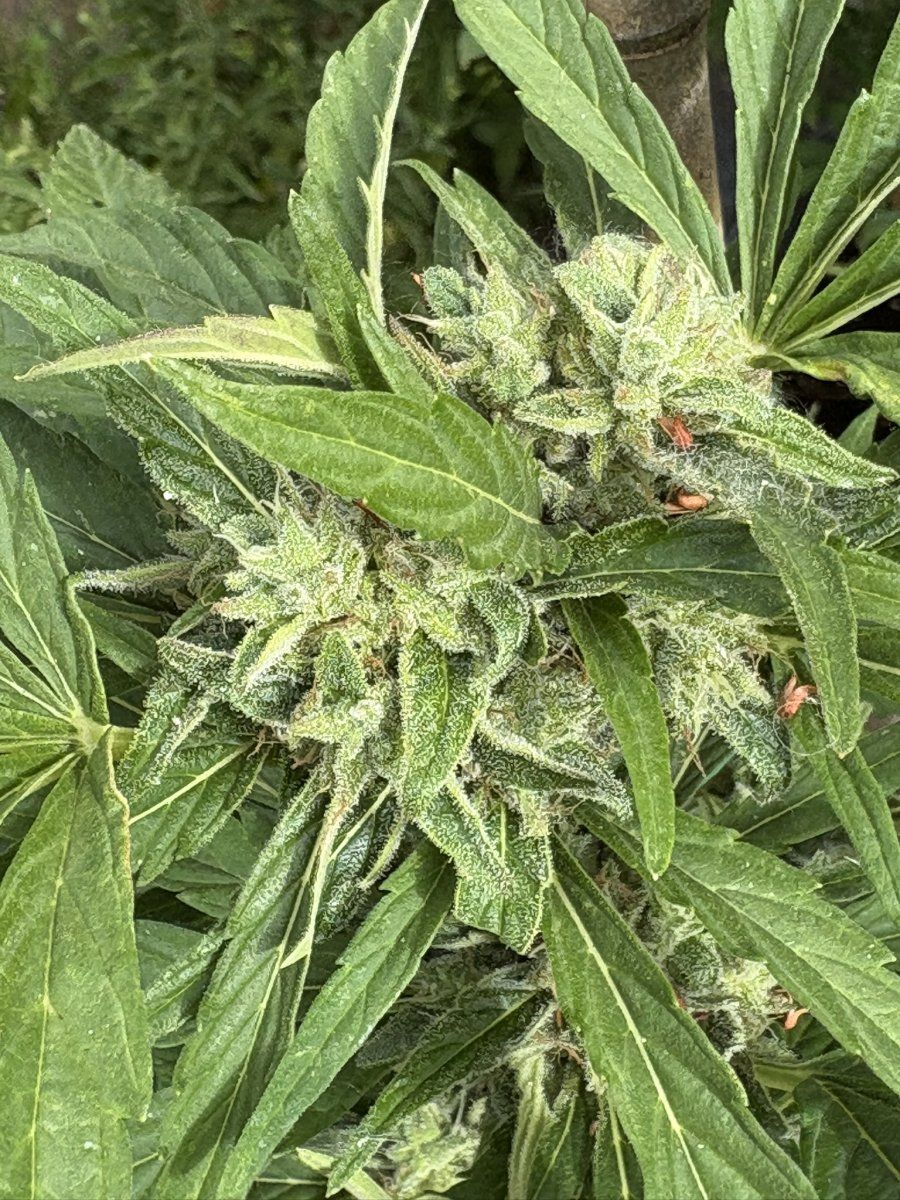 Help with harvest timing   first time grower 11