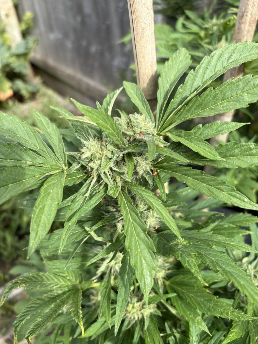 Help with harvest timing   first time grower 12