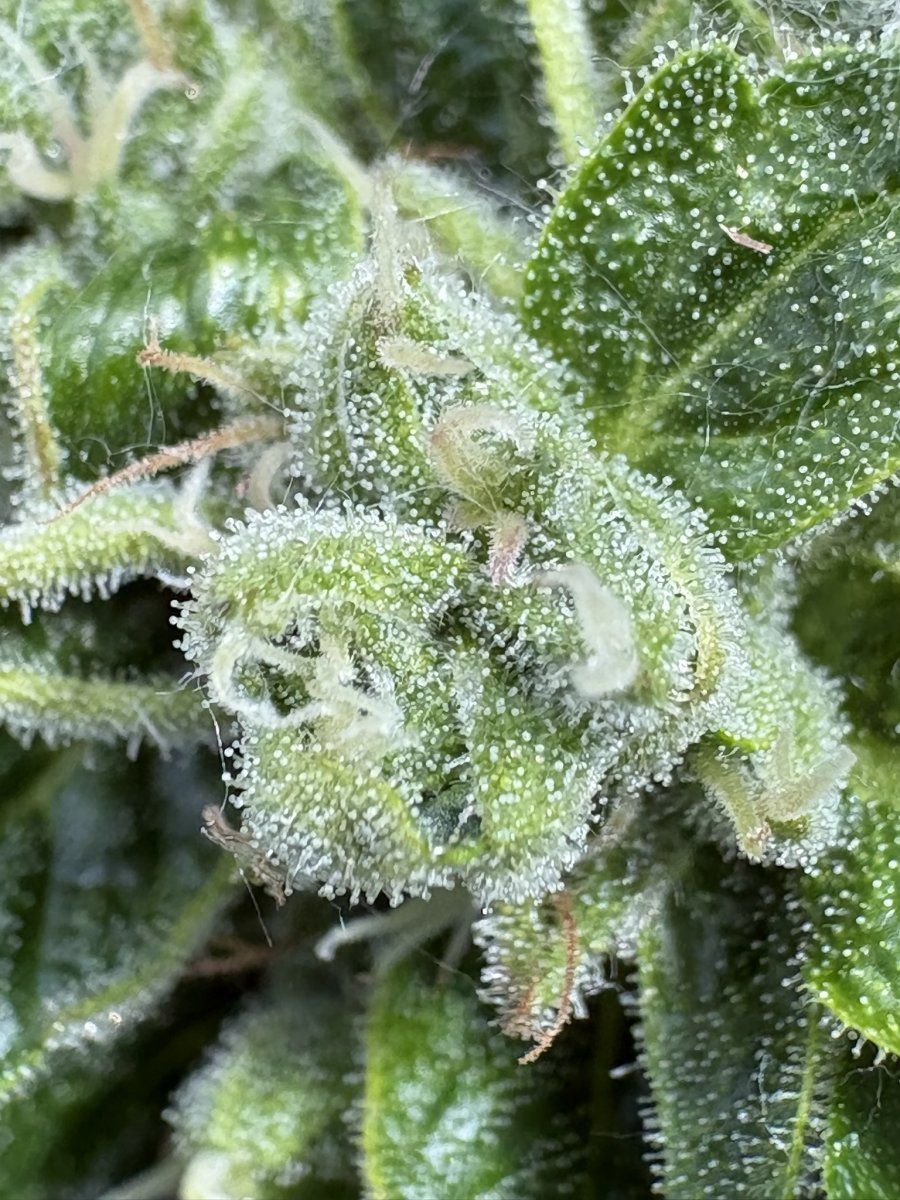Help with harvest timing   first time grower 13