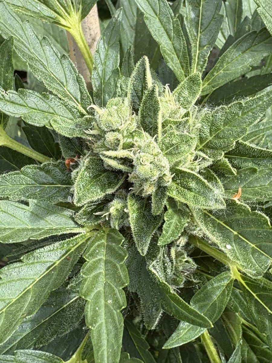 Help with harvest timing   first time grower 14