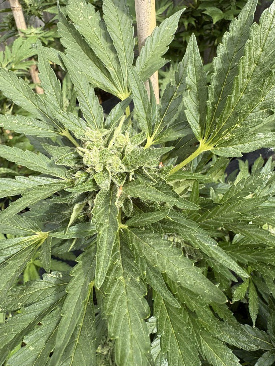 Help with harvest timing   first time grower 15