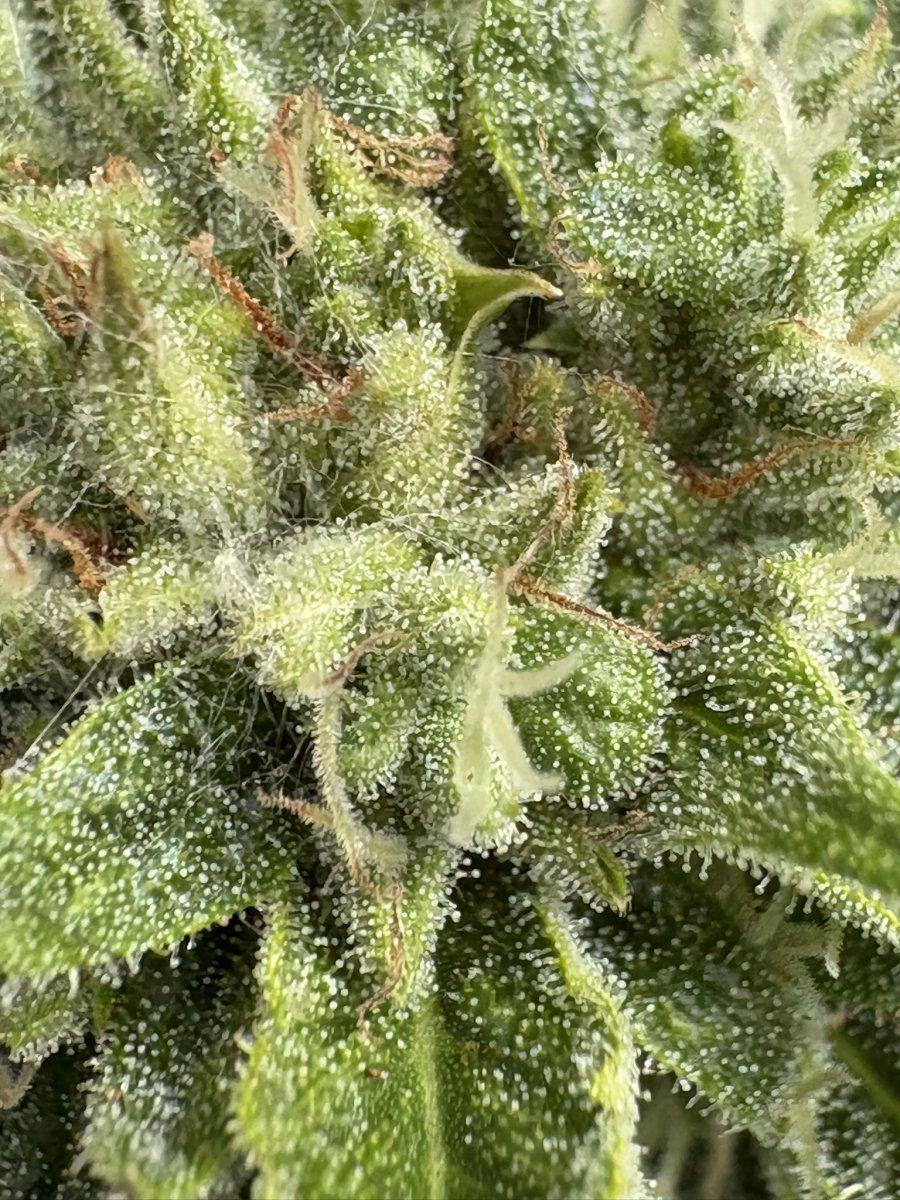 Help with harvest timing   first time grower 16