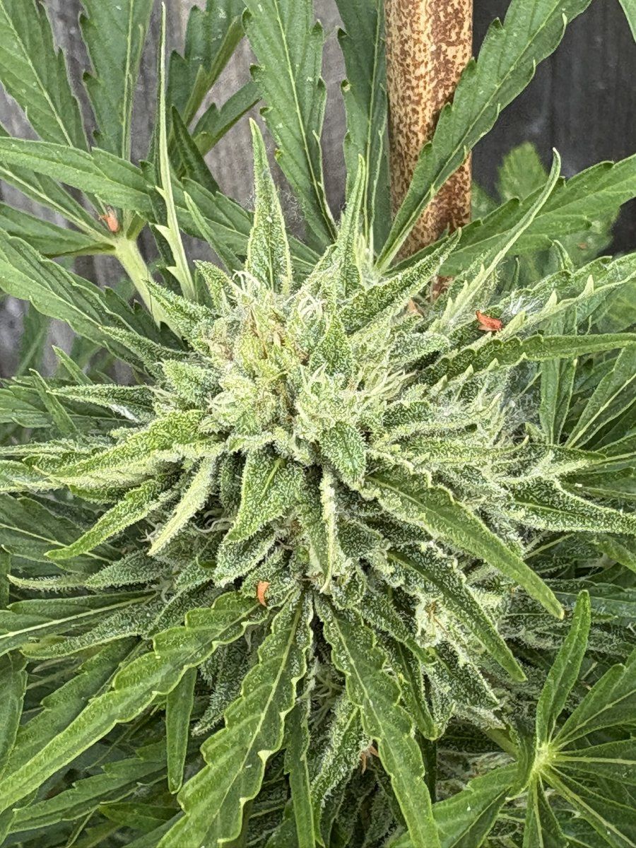Help with harvest timing   first time grower 17