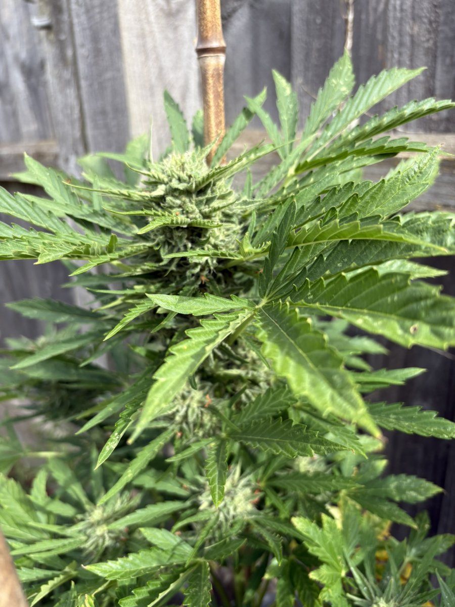 Help with harvest timing   first time grower 18