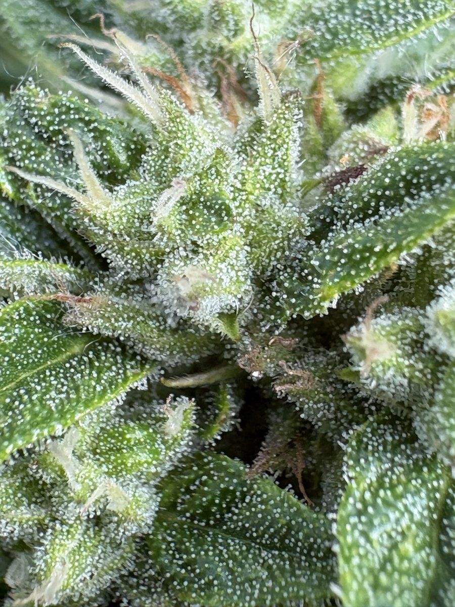 Help with harvest timing   first time grower 19