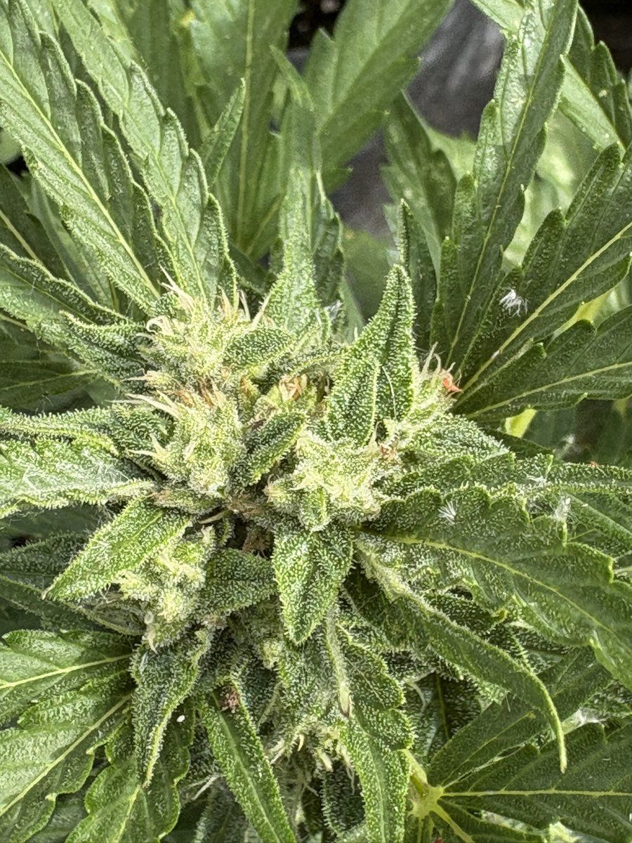 Help with harvest timing   first time grower 20