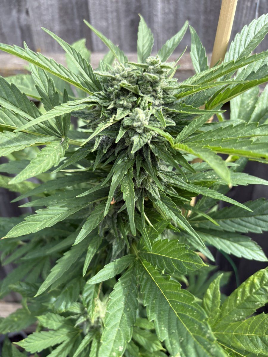 Help with harvest timing   first time grower 3