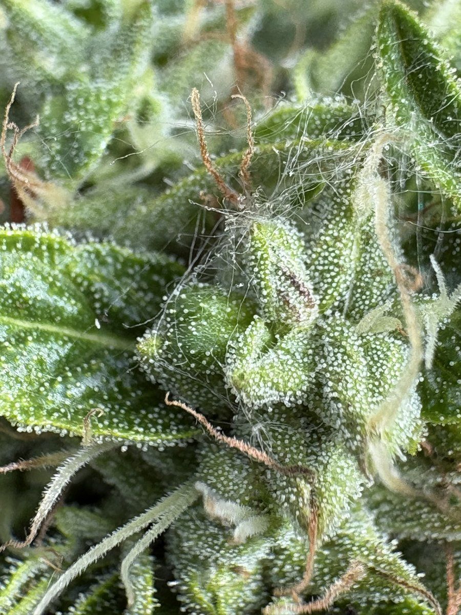 Help with harvest timing   first time grower 4