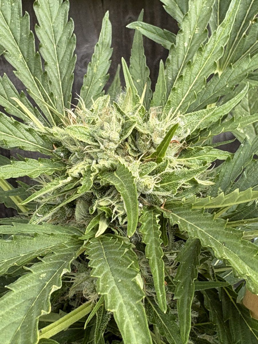 Help with harvest timing   first time grower 5
