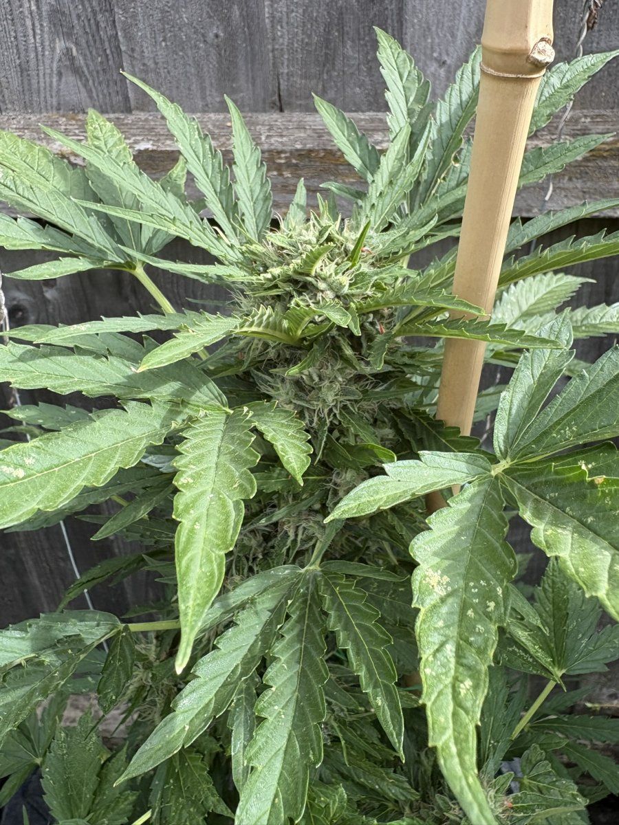 Help with harvest timing   first time grower 6
