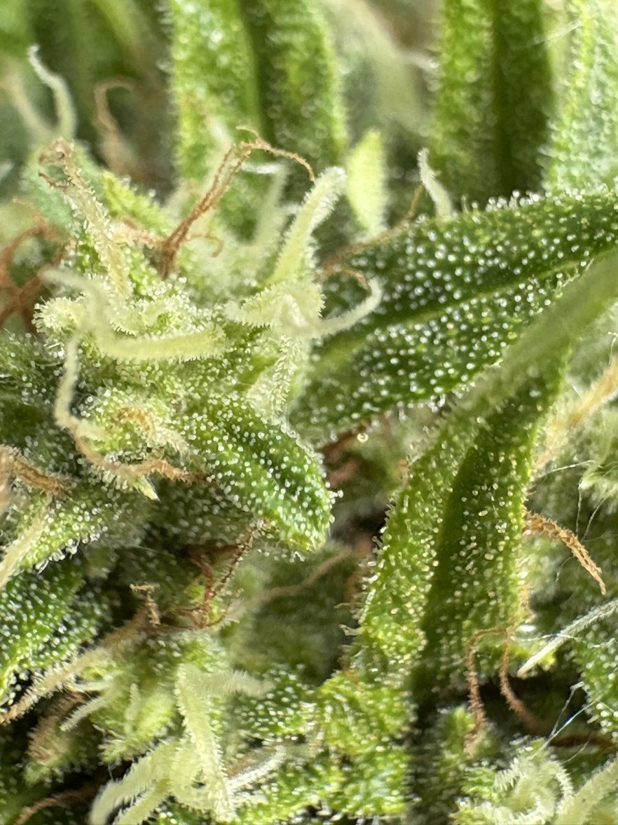 Help with harvest timing   first time grower 7