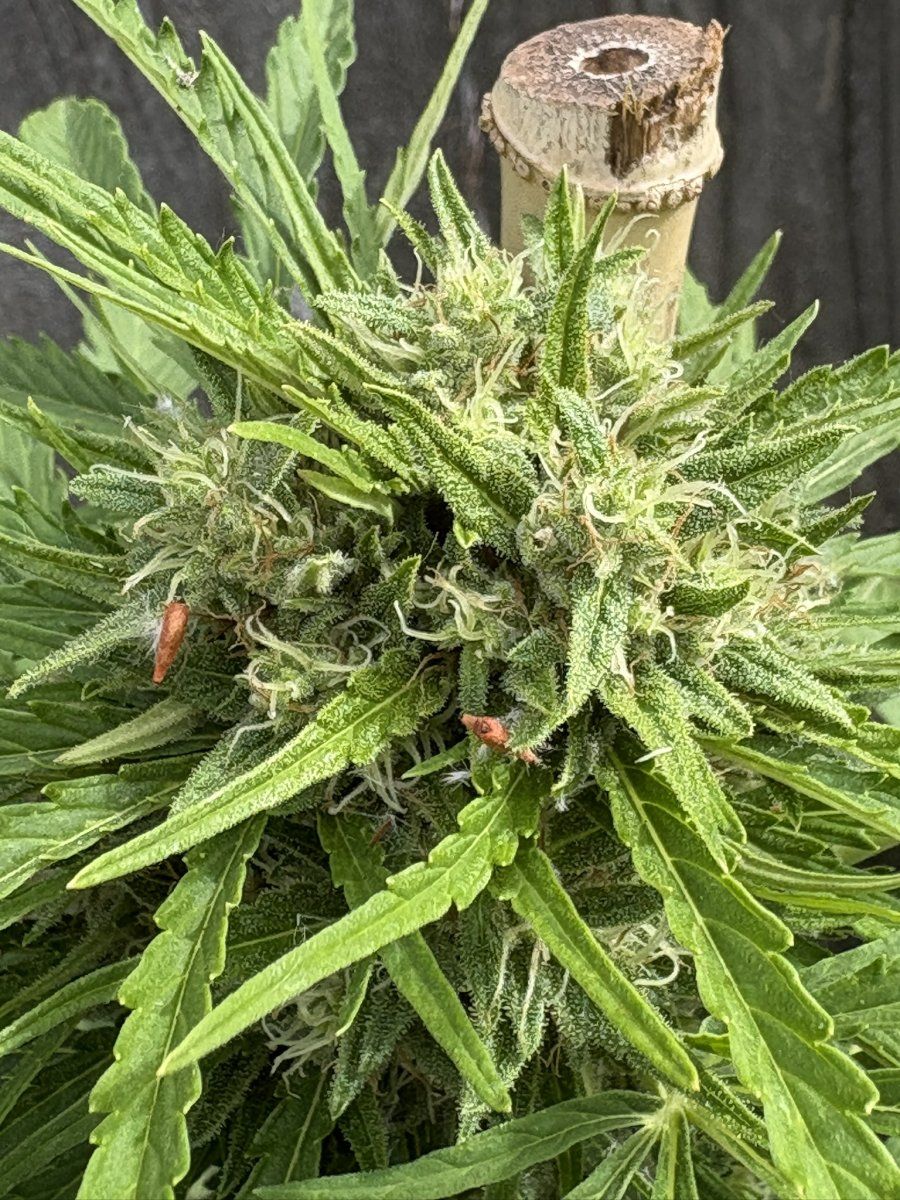 Help with harvest timing   first time grower 8