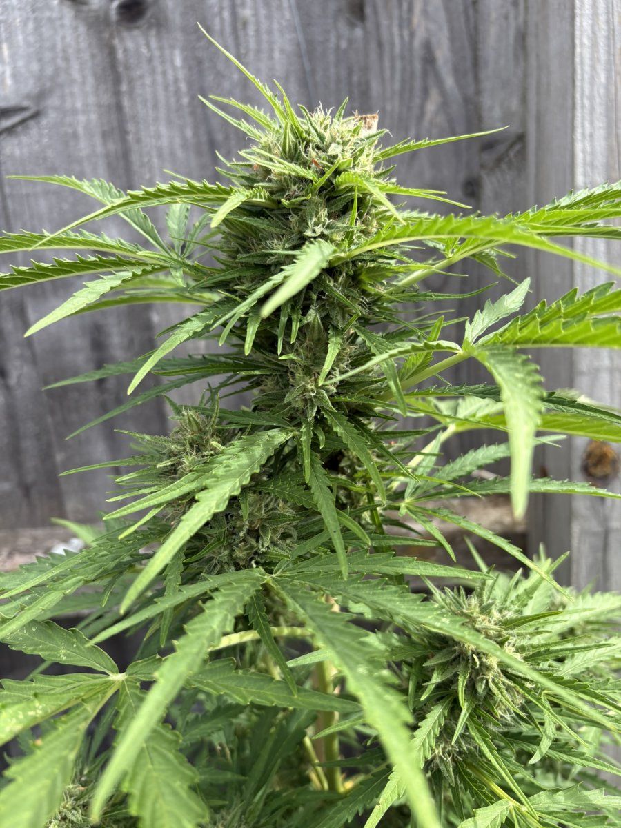 Help with harvest timing   first time grower 9