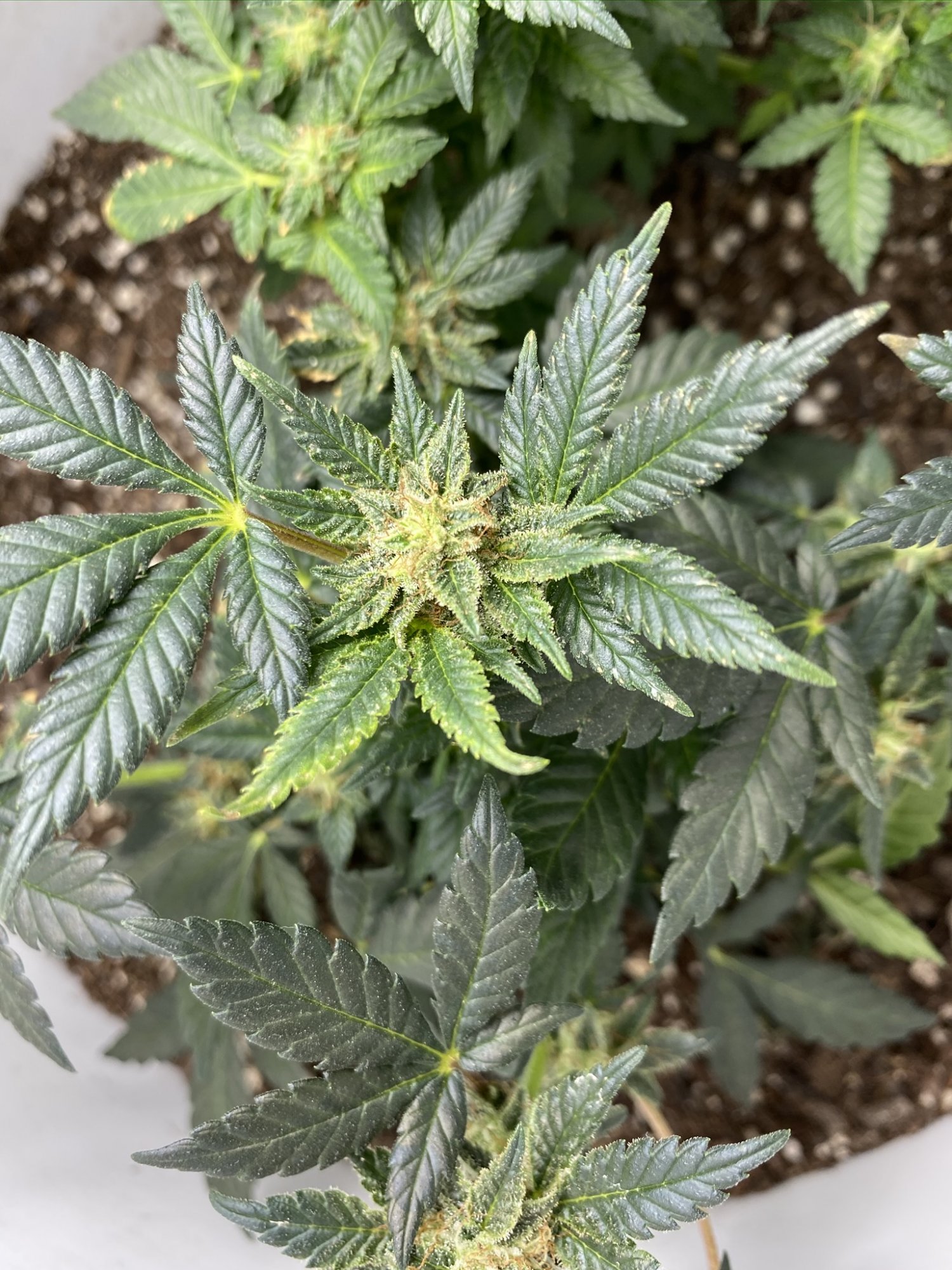 Help with harvest timing