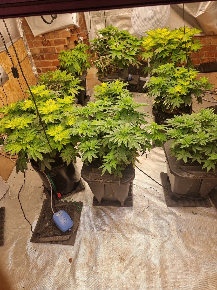 Help with hydroponic grown plants