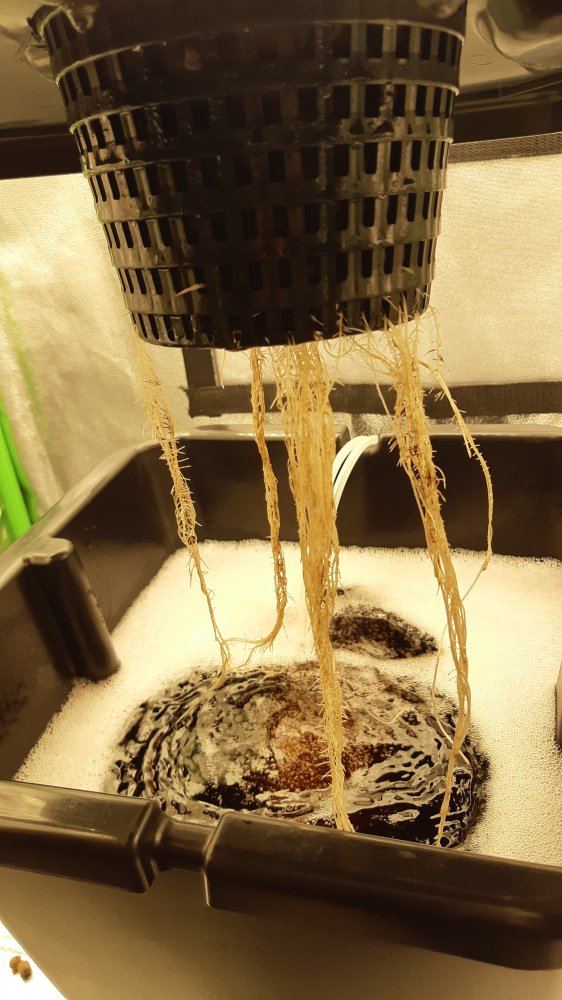 Help with hydroponics root rot algae 2