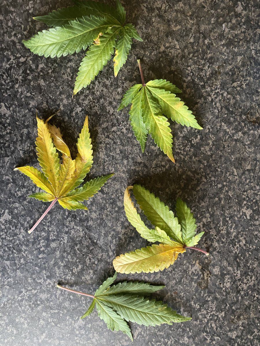 Help with identifying leaf problems 2