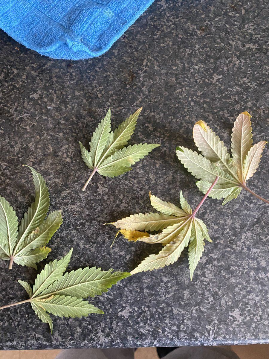 Help with identifying leaf problems 3