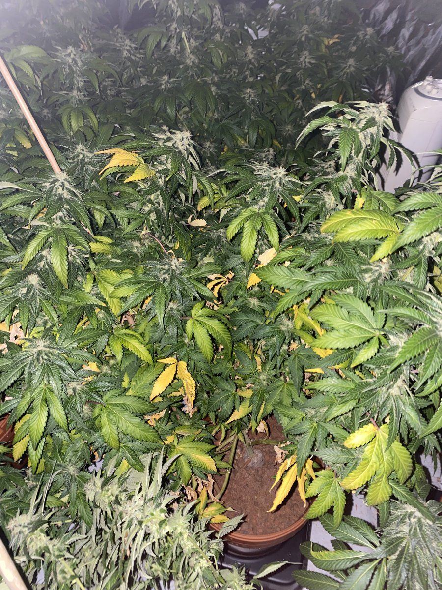 Help with identifying leaf problems 4