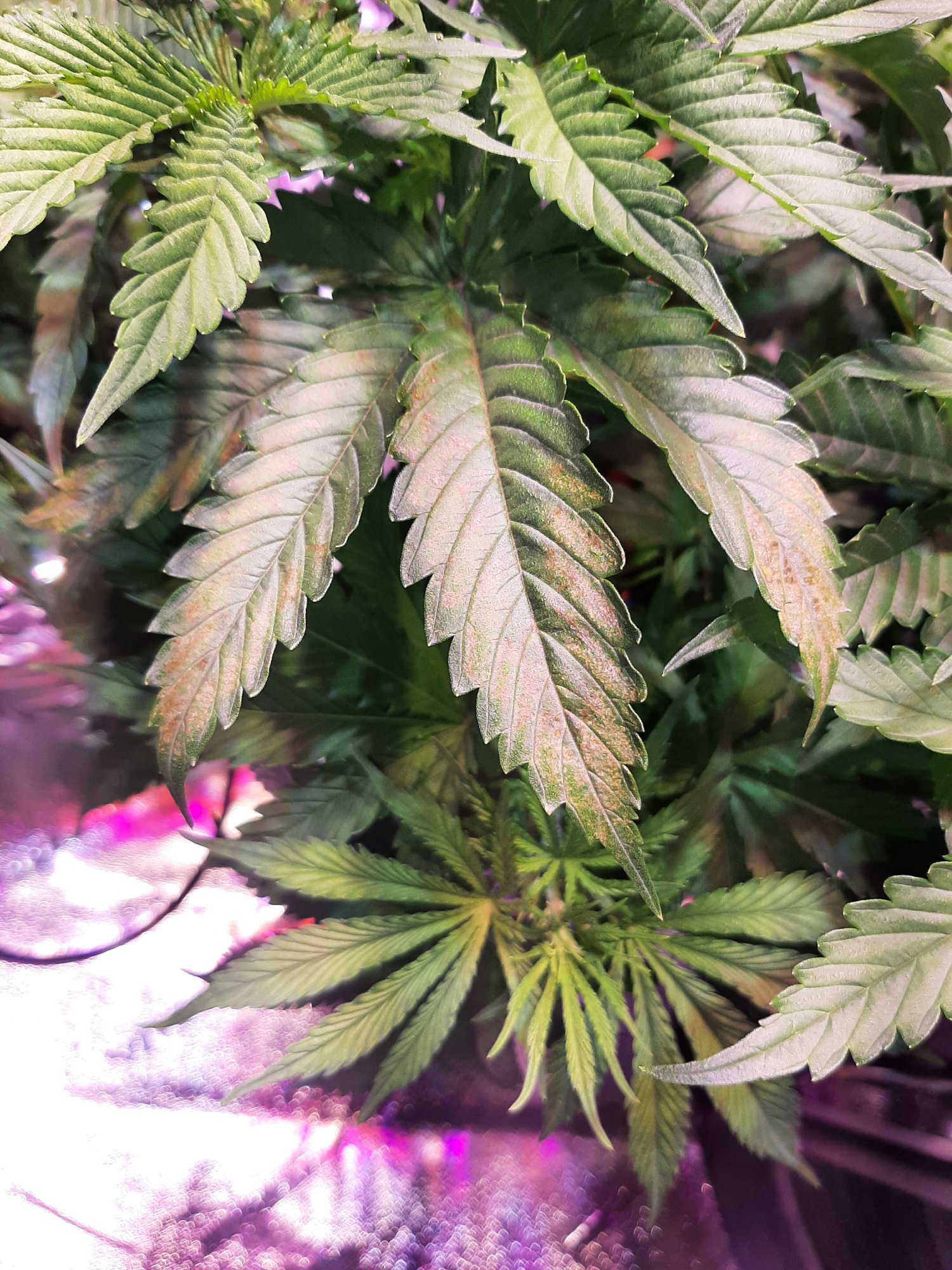 Help with identifying spots on leaves