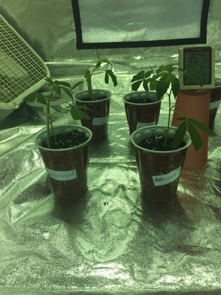 Help with indoor grow 2