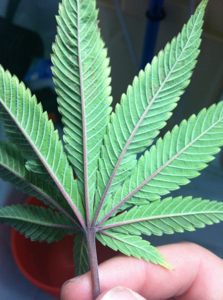 Help with leaf diagnosis please 2