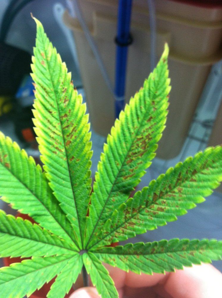 Help with leaf diagnosis please