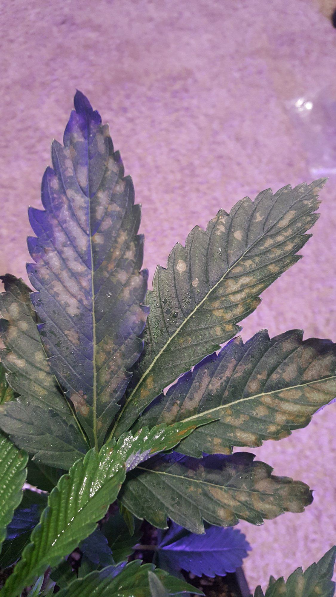 Help with leaf spot diagnosis 2