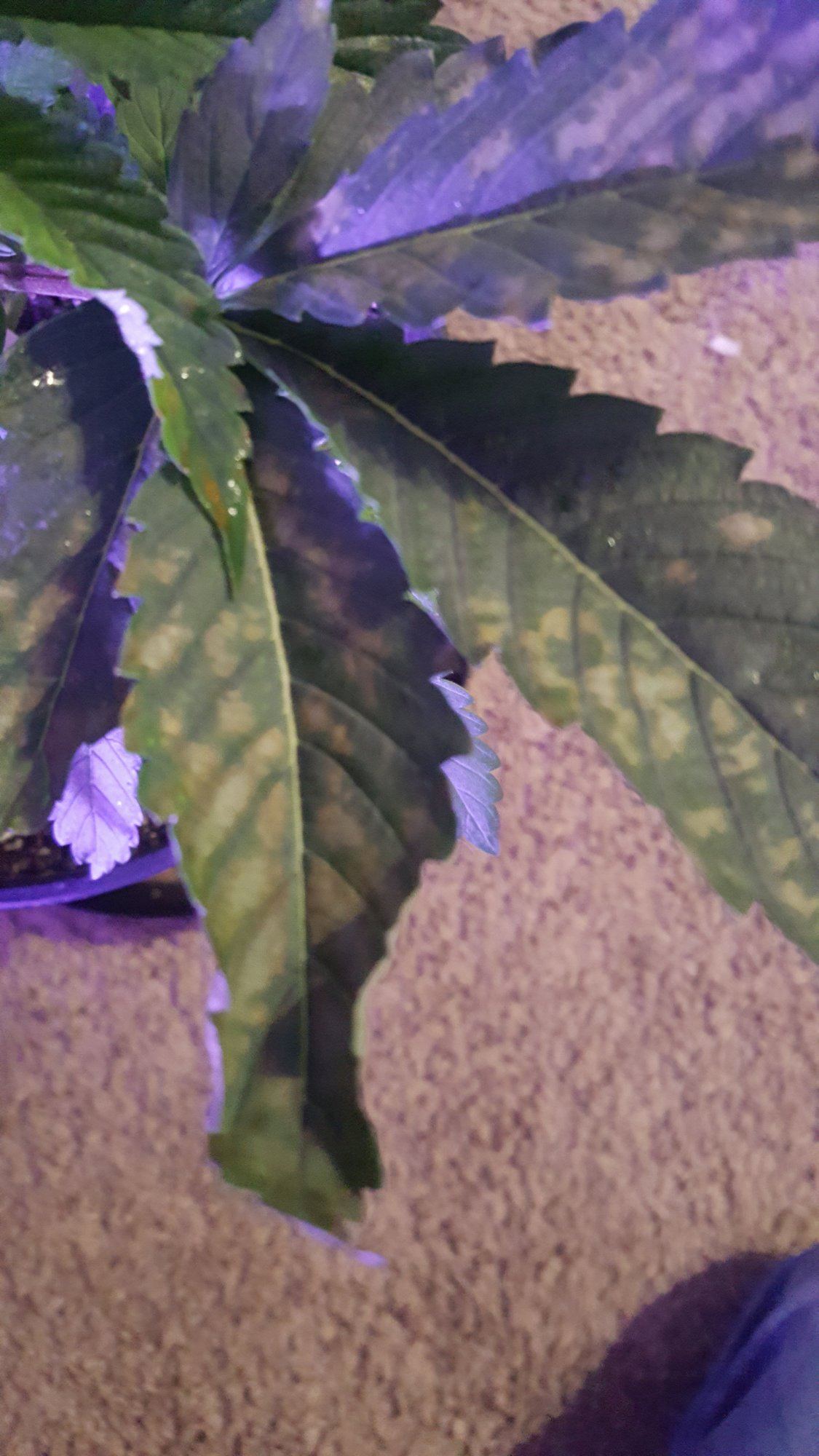 Help with leaf spot diagnosis 3