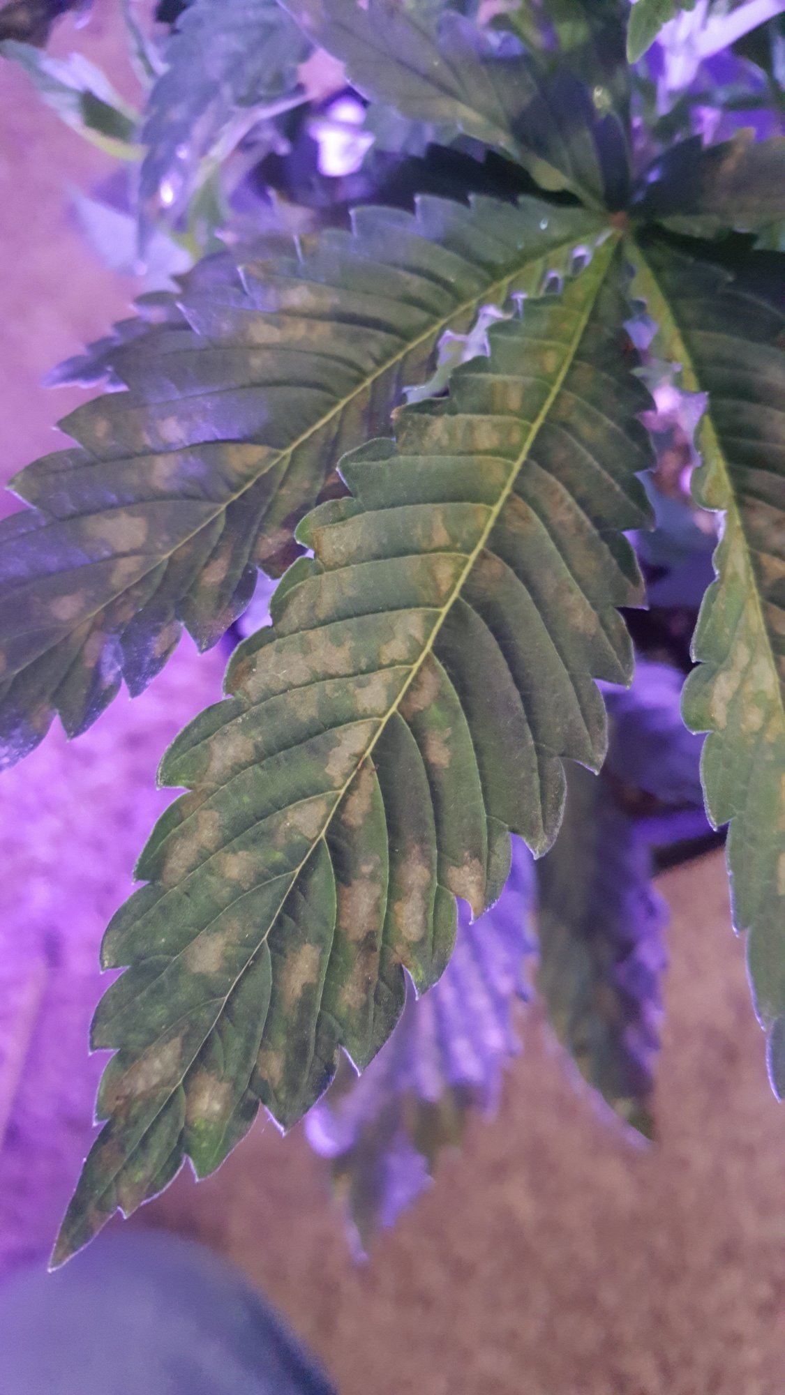 Help with leaf spot diagnosis 4