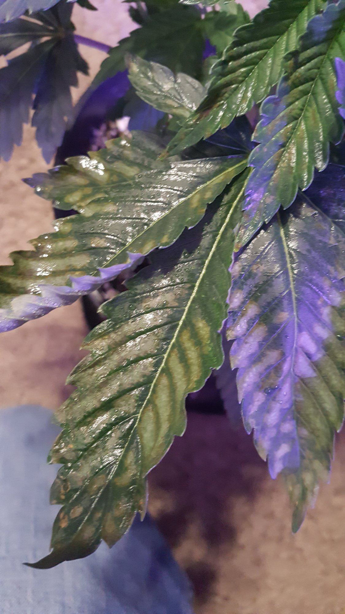 Help with leaf spot diagnosis