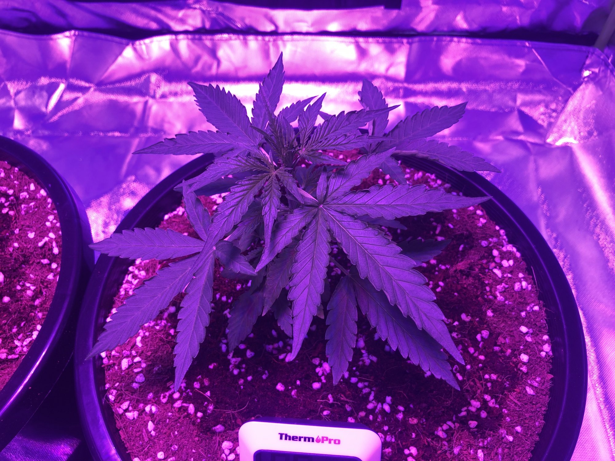Help with leaves starting to curl up 3