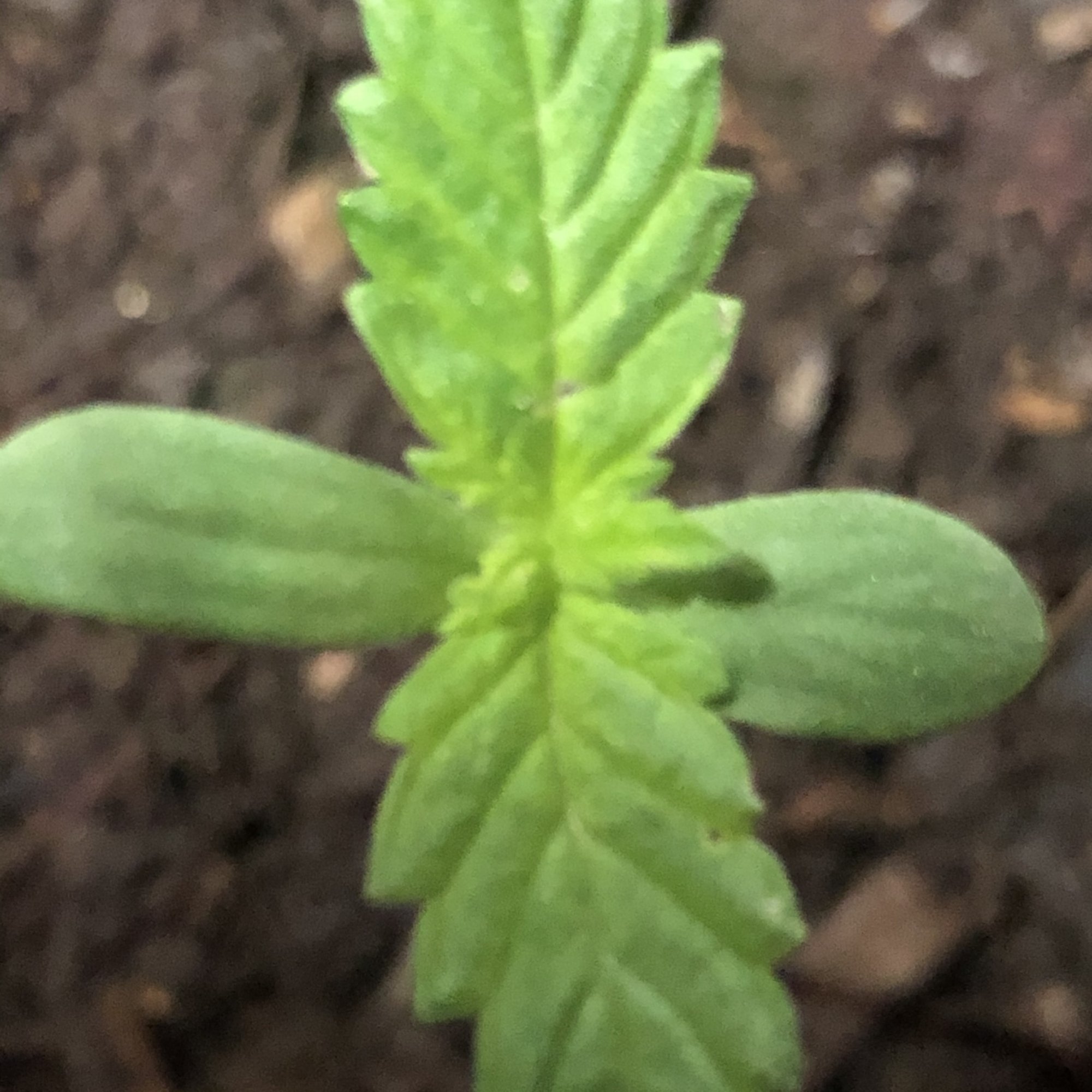 Help with my seedlings