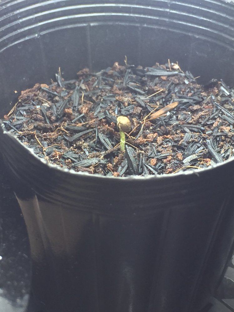 Help with my seedlings