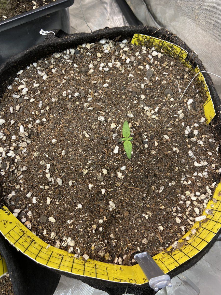 Help with my set up 11