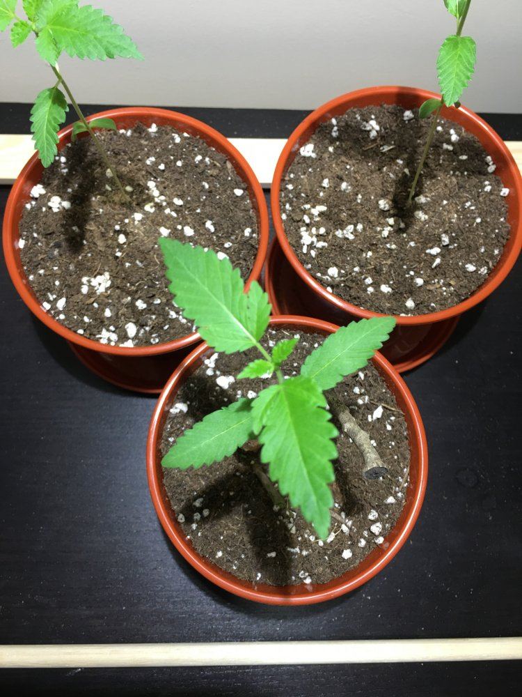 Help with nutrients and hardening off 2