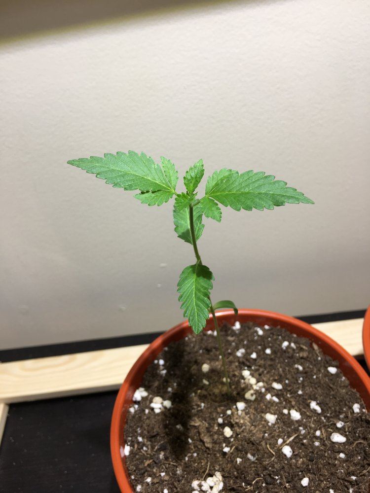 Help with nutrients and hardening off 5