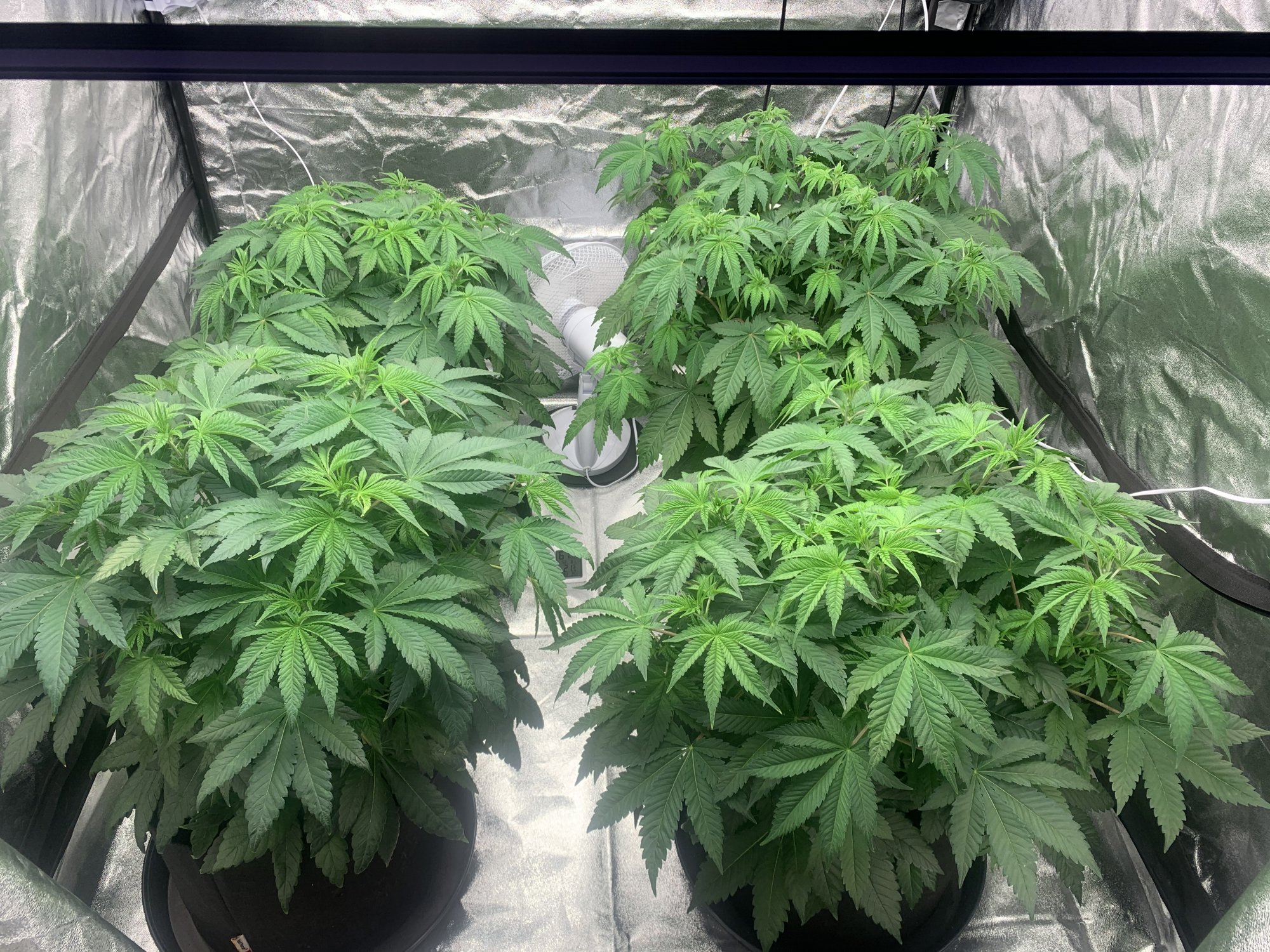 Help with organic grow and dry amendments 2