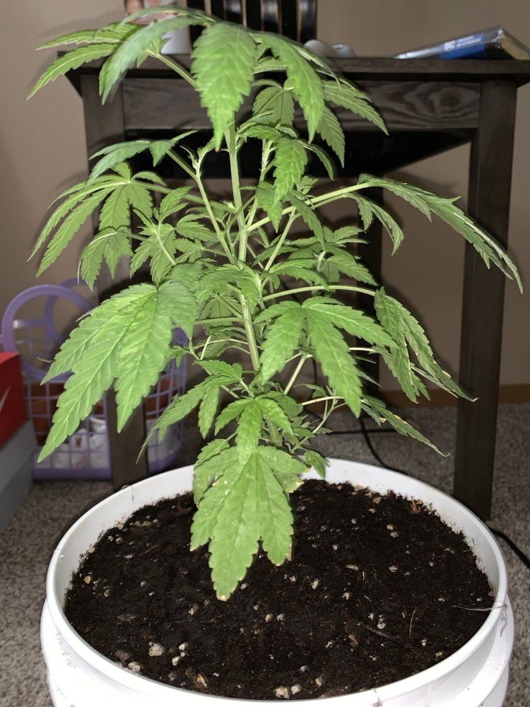 Help with plant 4
