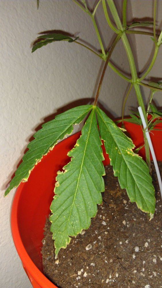 Help with plant diagnosis please 10